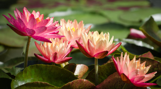 �1762246 �������(a): ����������:4835x2688